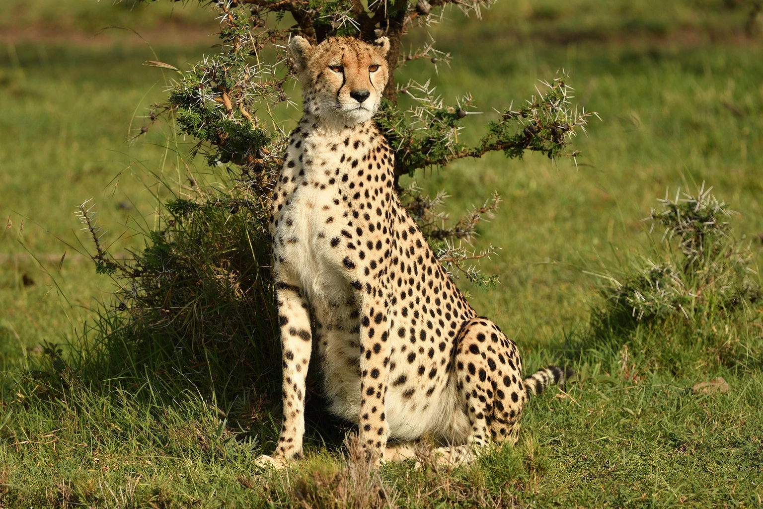 Cheetah