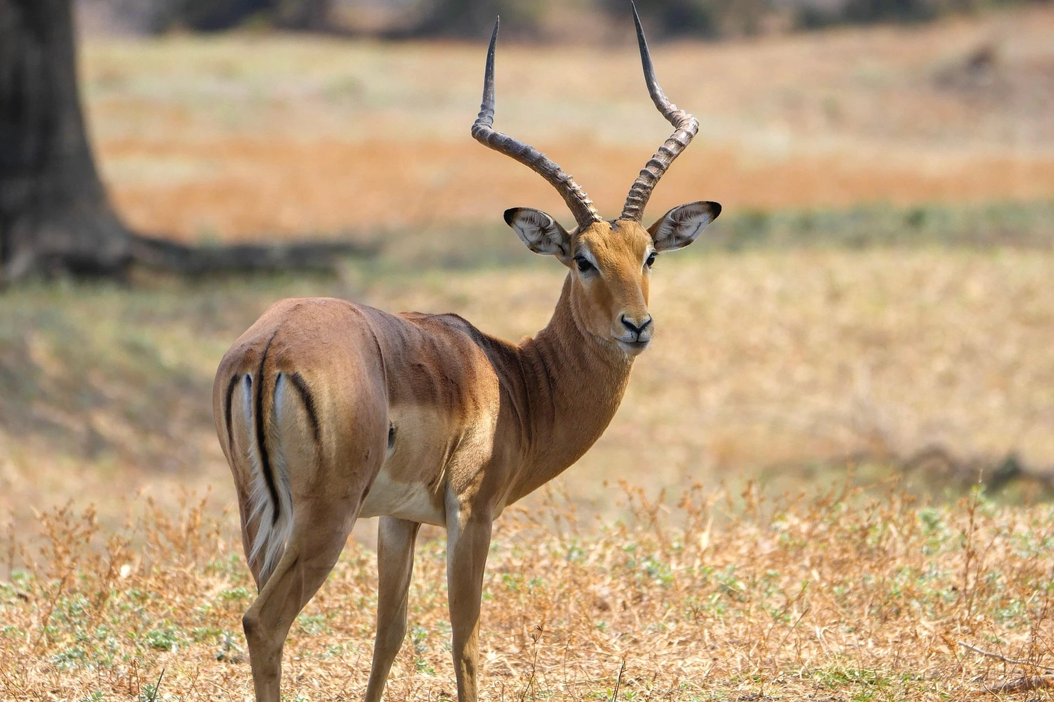 Impala