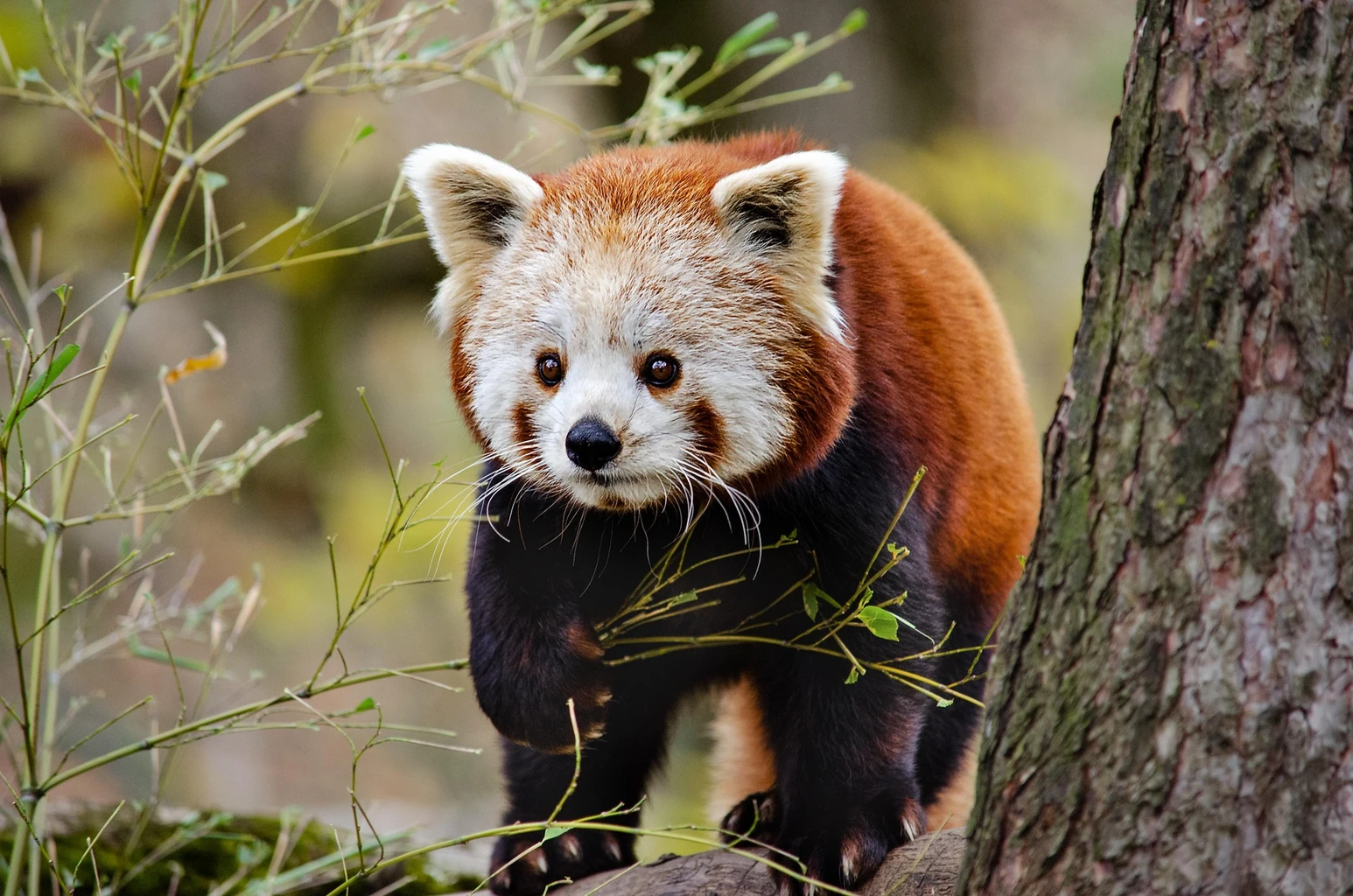 Red Panda