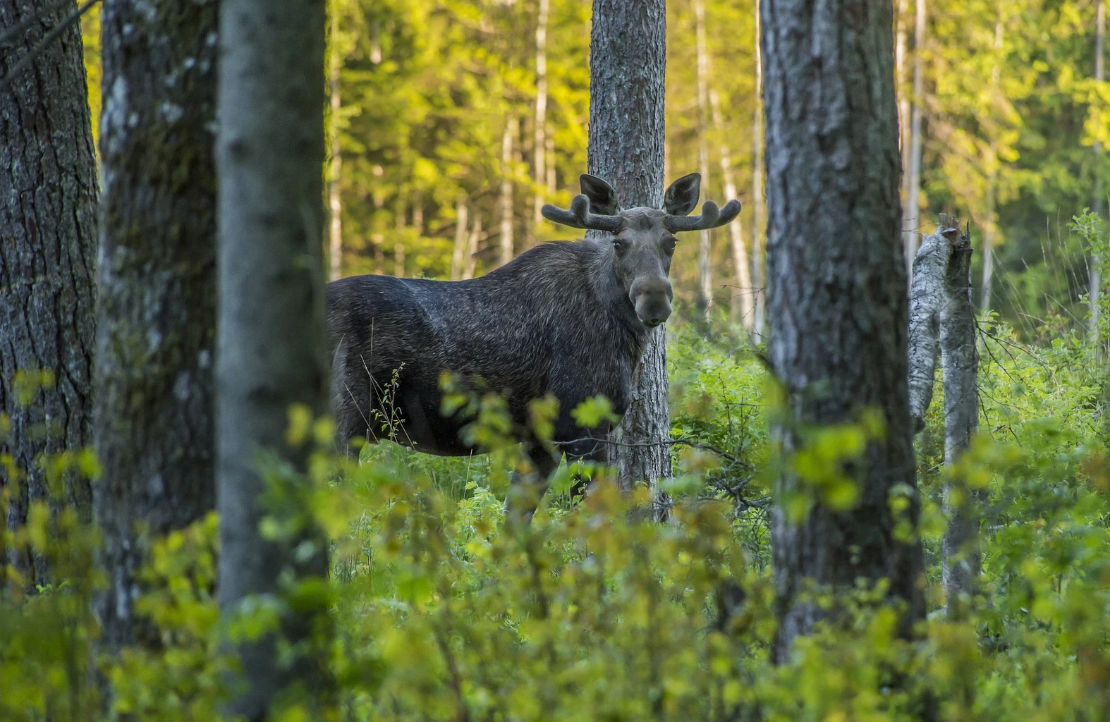 Moose