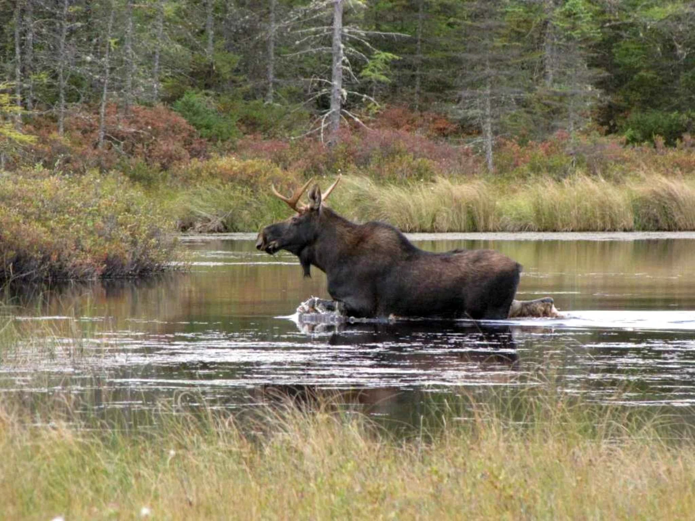 American Moose