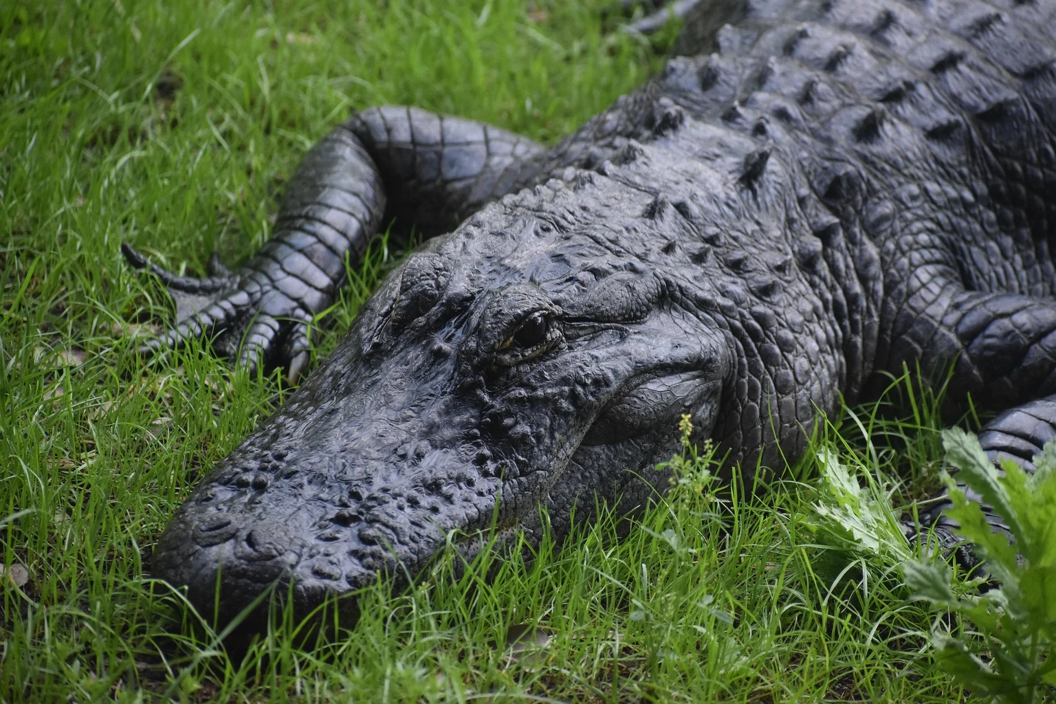 Alligator