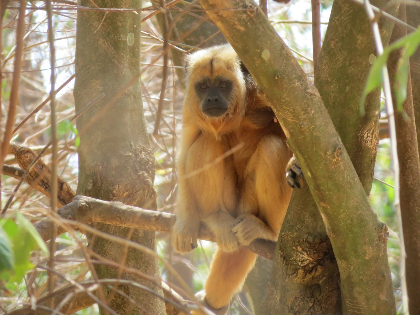 Howler Monkey