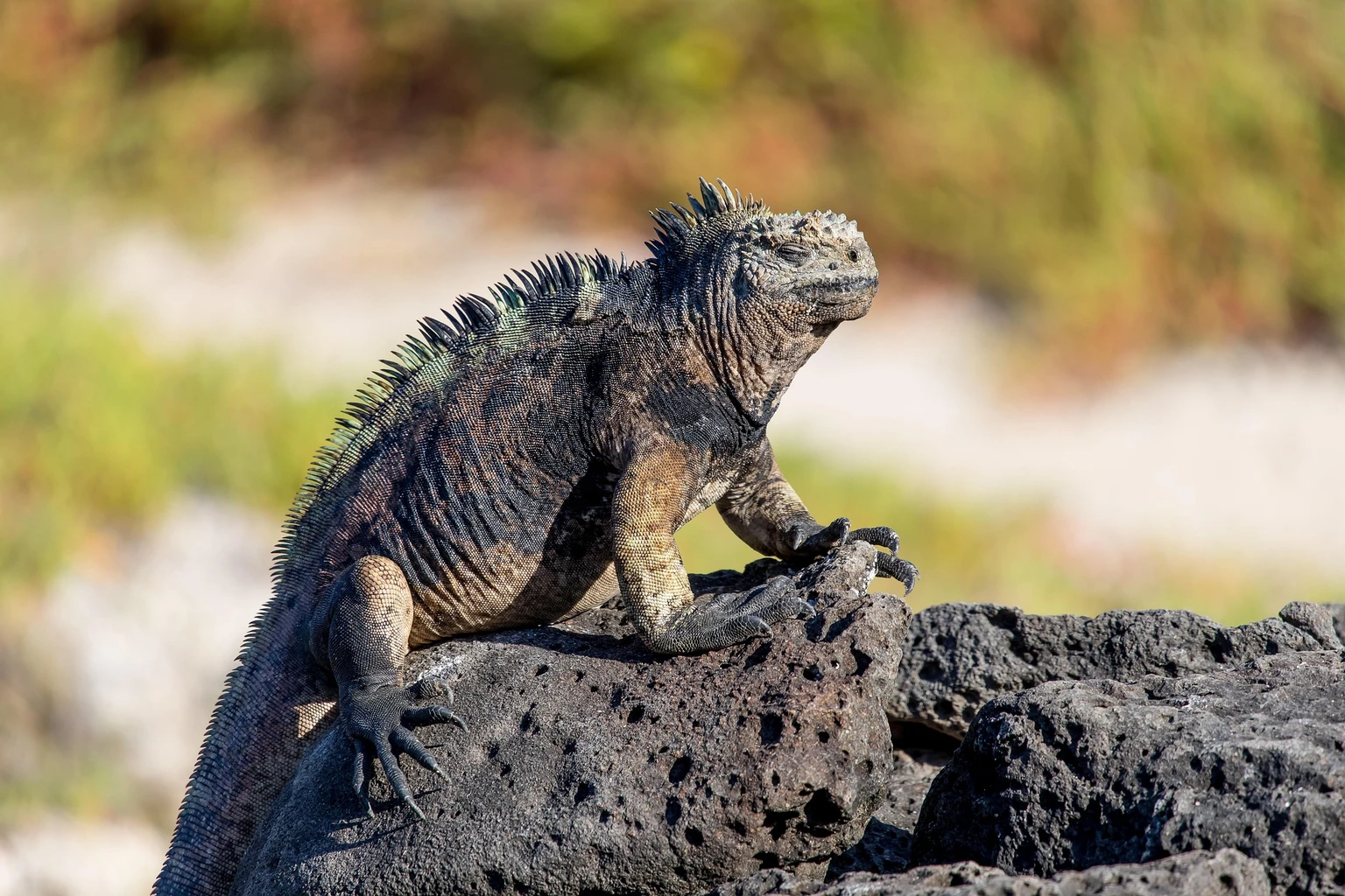 Marine iguana