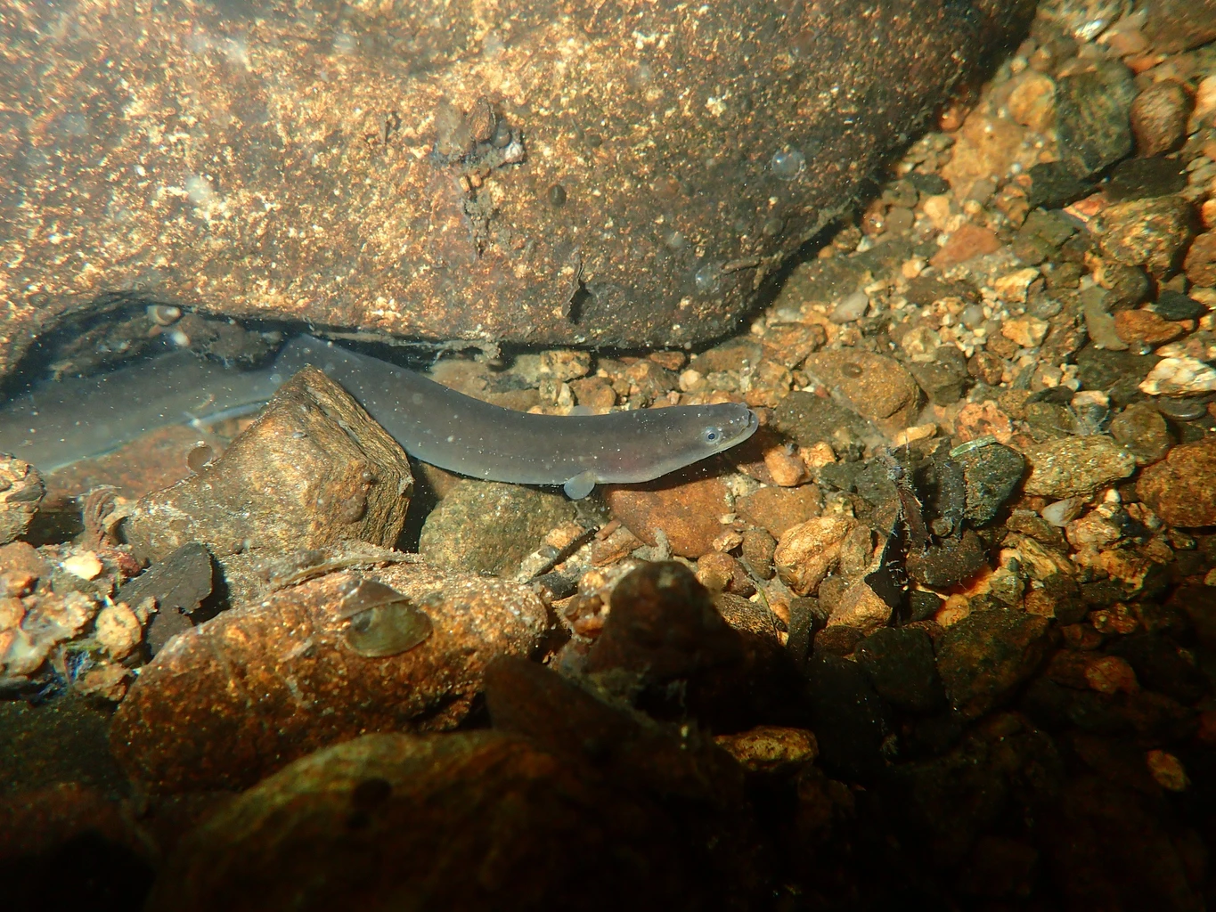 European eel