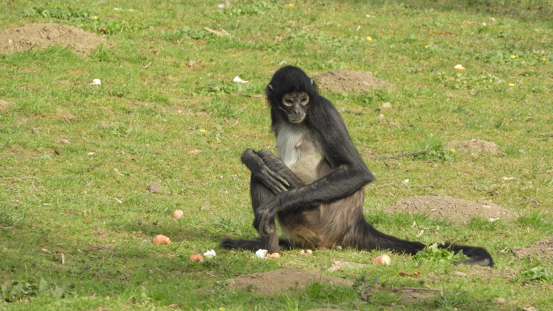 Spider Monkey