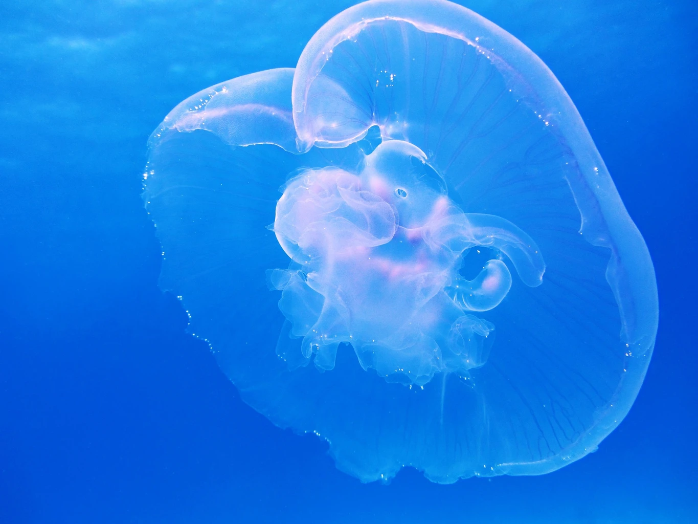 Moon jellyfish
