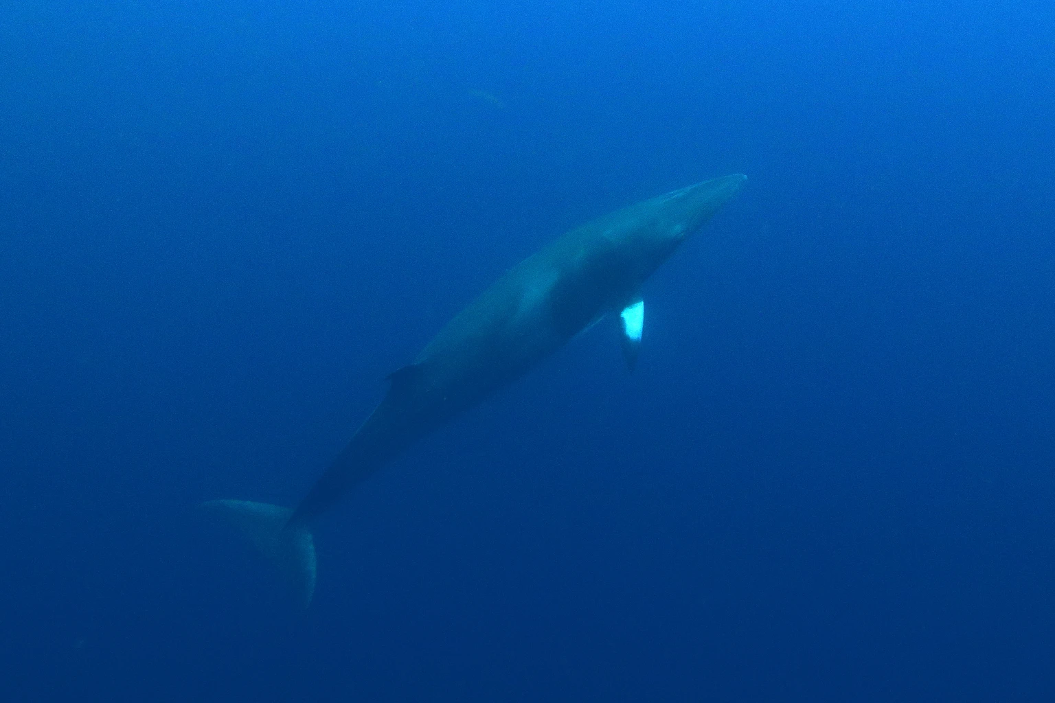 Minke Whale