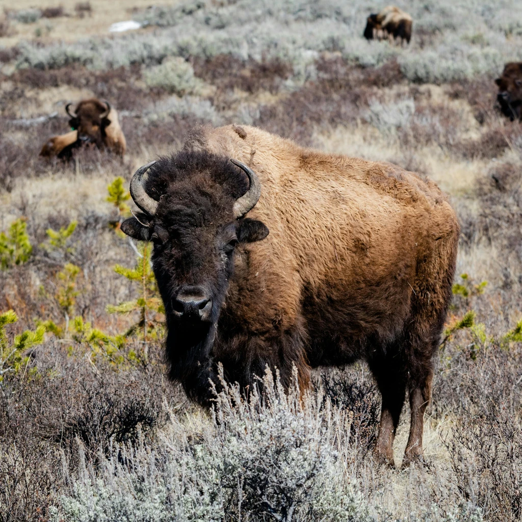 American Bison