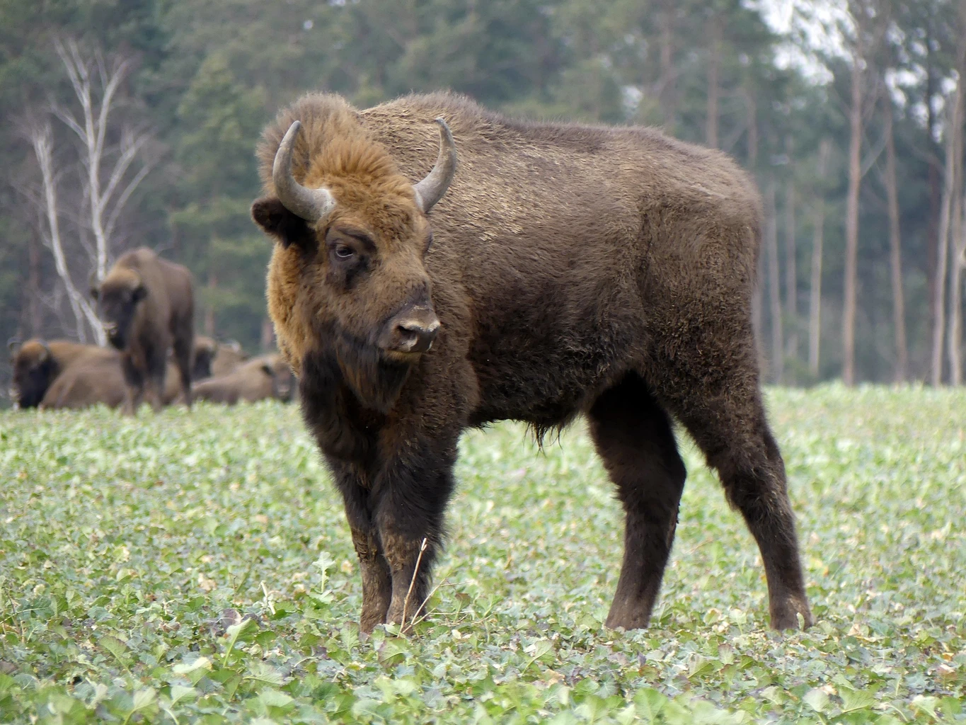 European Bison