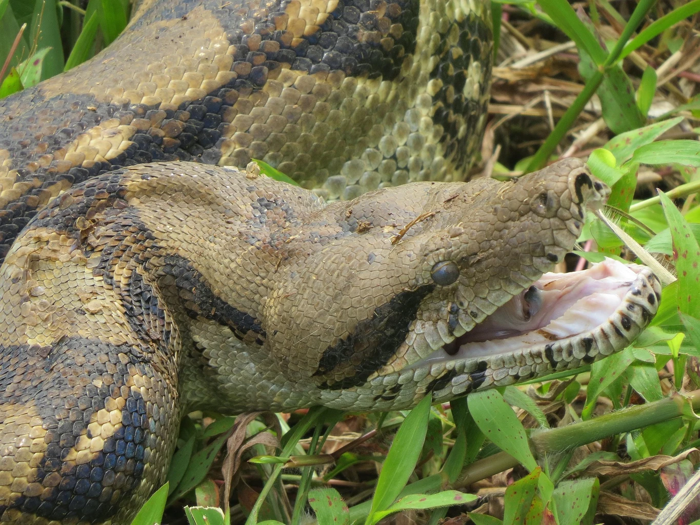 Boa constrictor
