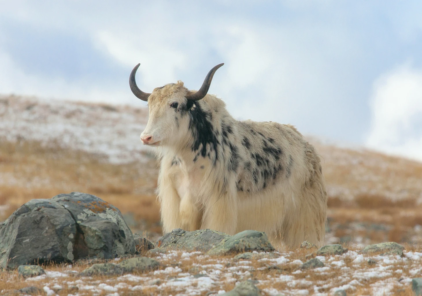 Yak