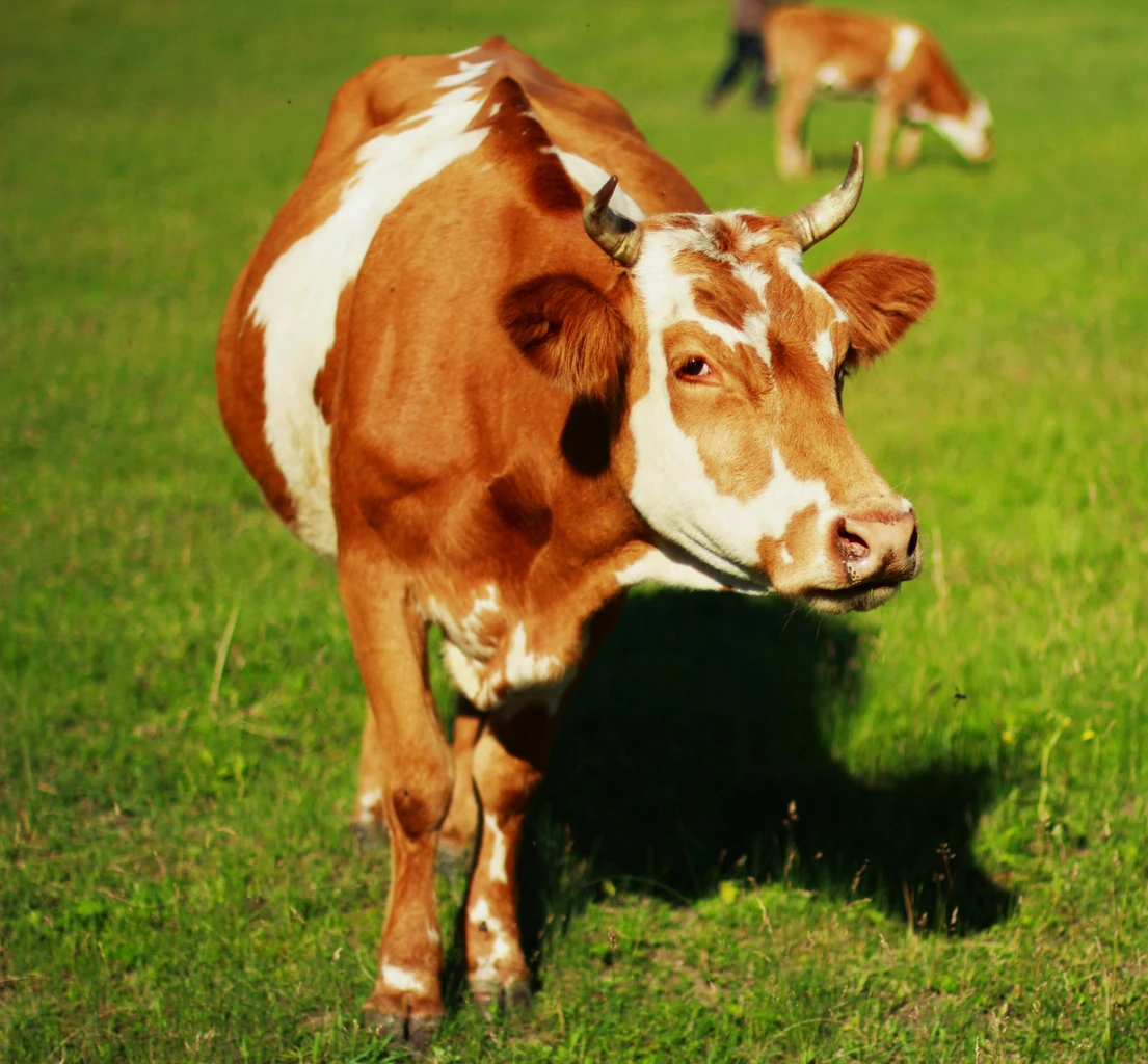 Cow