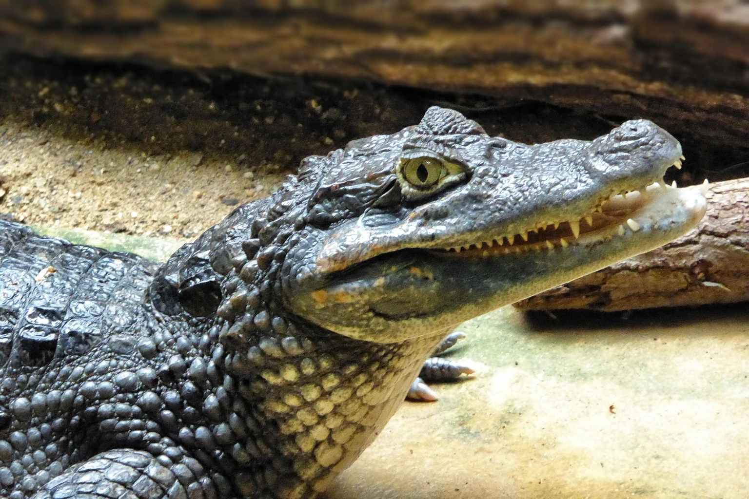 Spectacled caiman