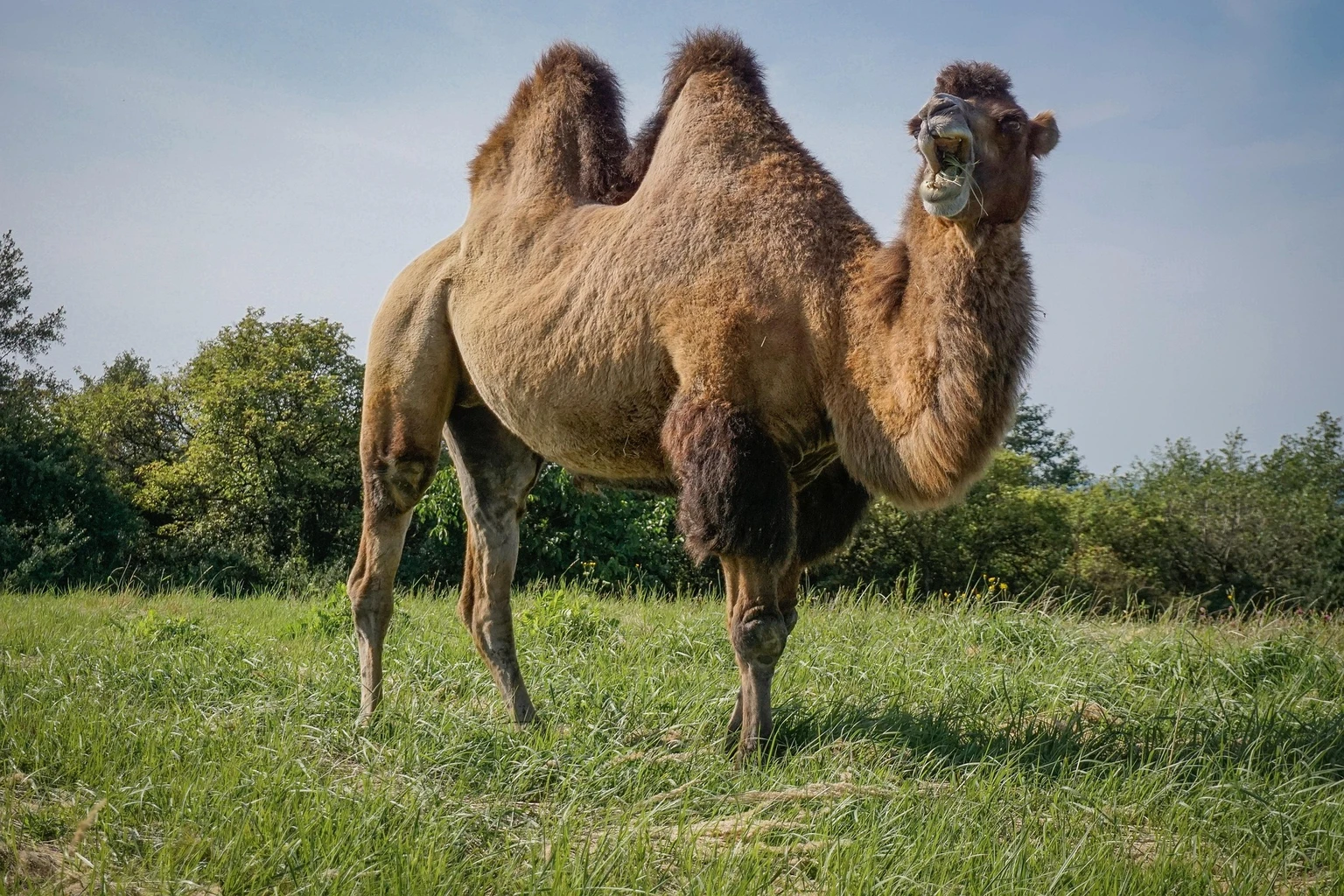 Bactrian Camel
