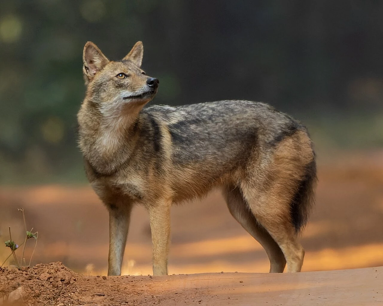 Golden Jackal
