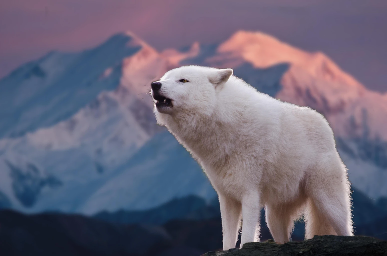 Arctic Wolf