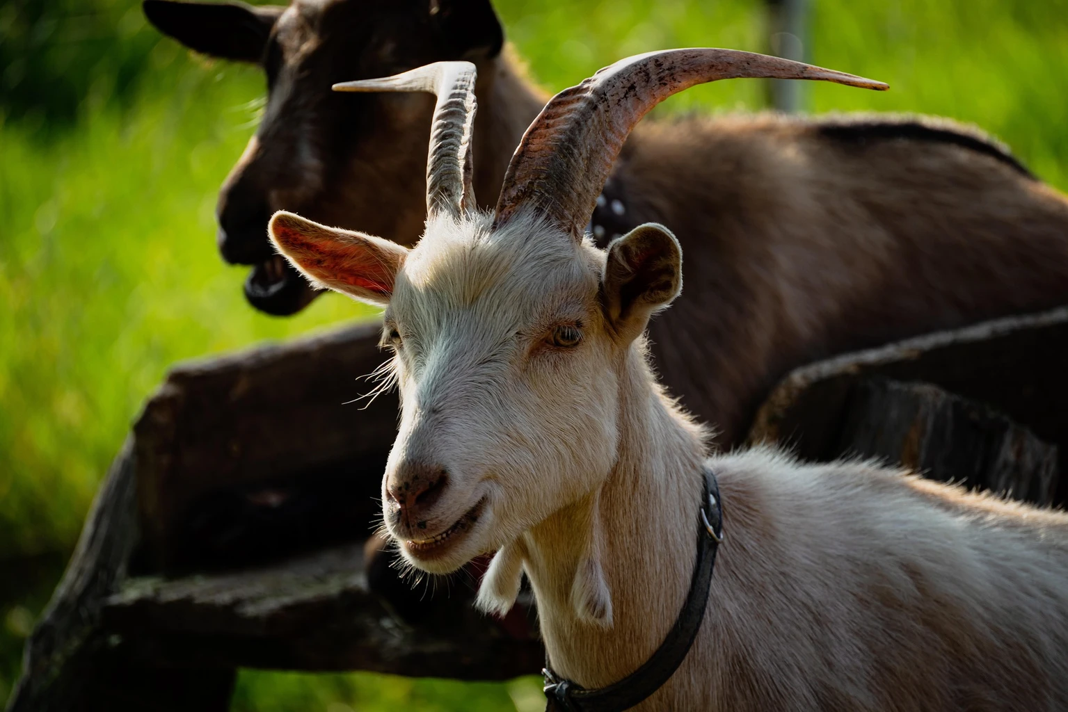 Goat