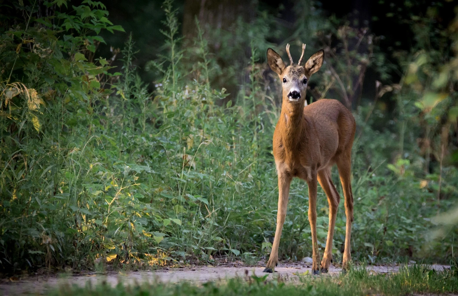 Roe Deer