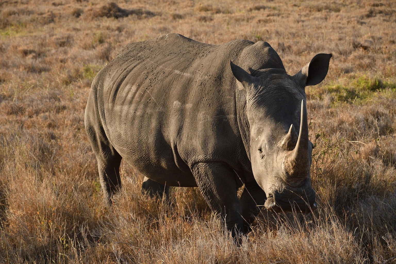 White rhinoceros