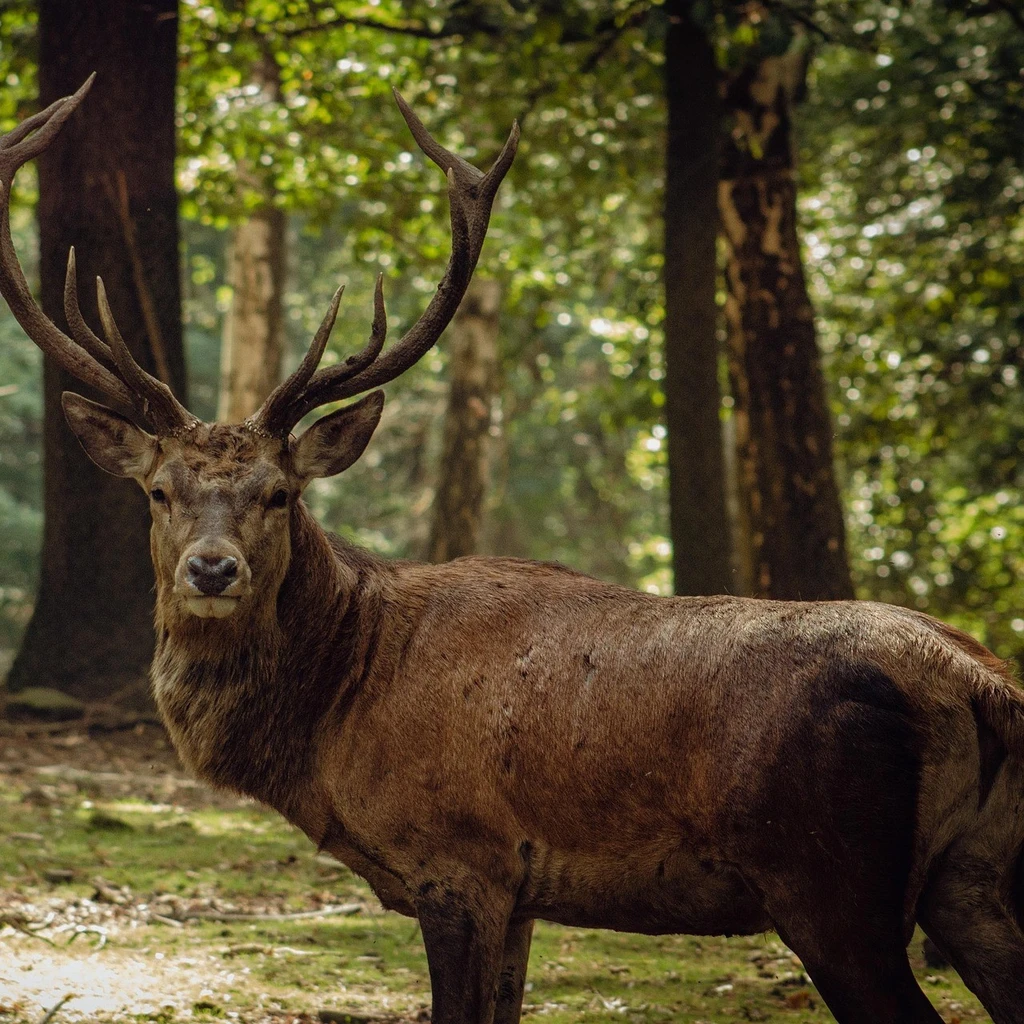 Red Deer