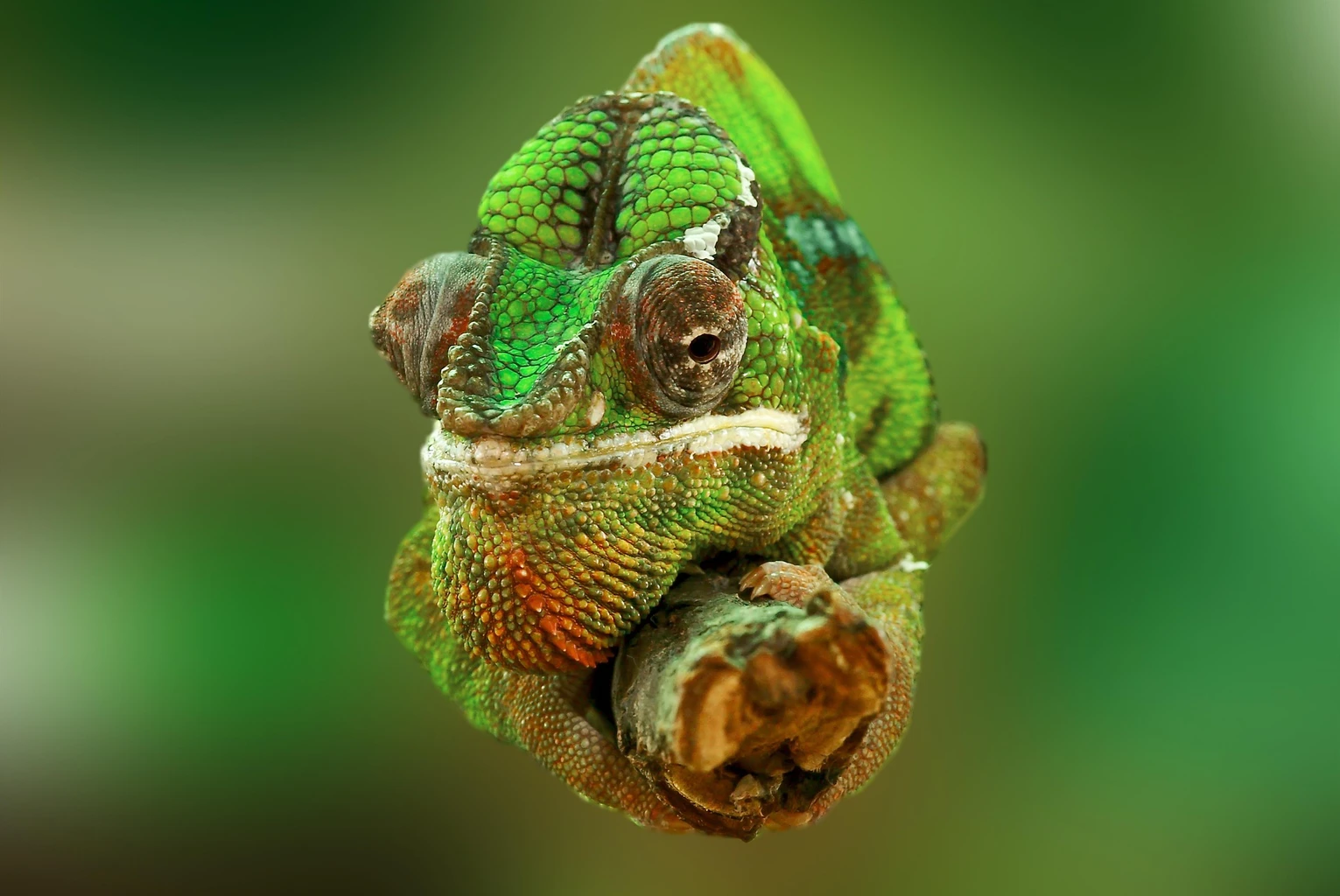 Common Chameleon