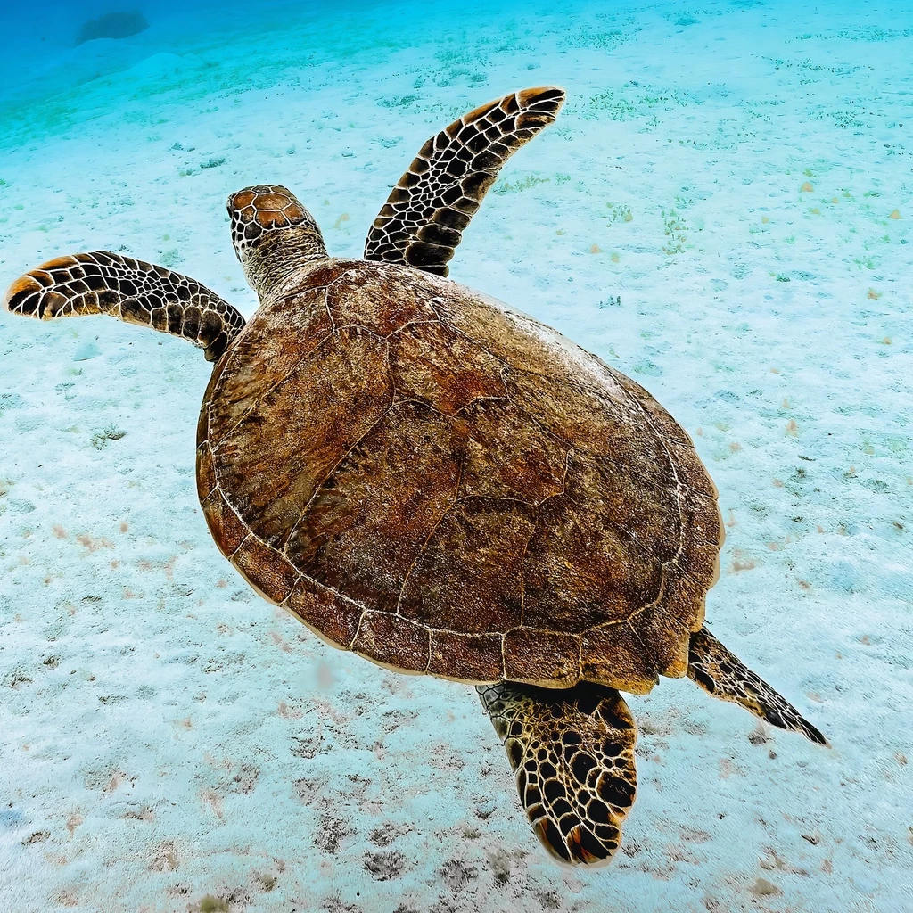 Green Sea Turtle