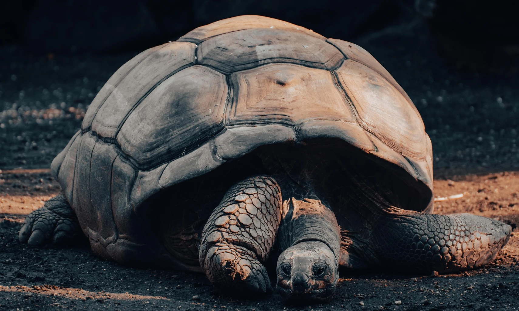 Galapagos Tortoise