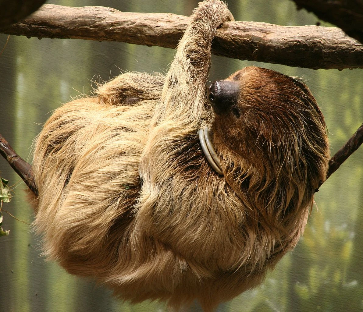 Two-toed Sloth