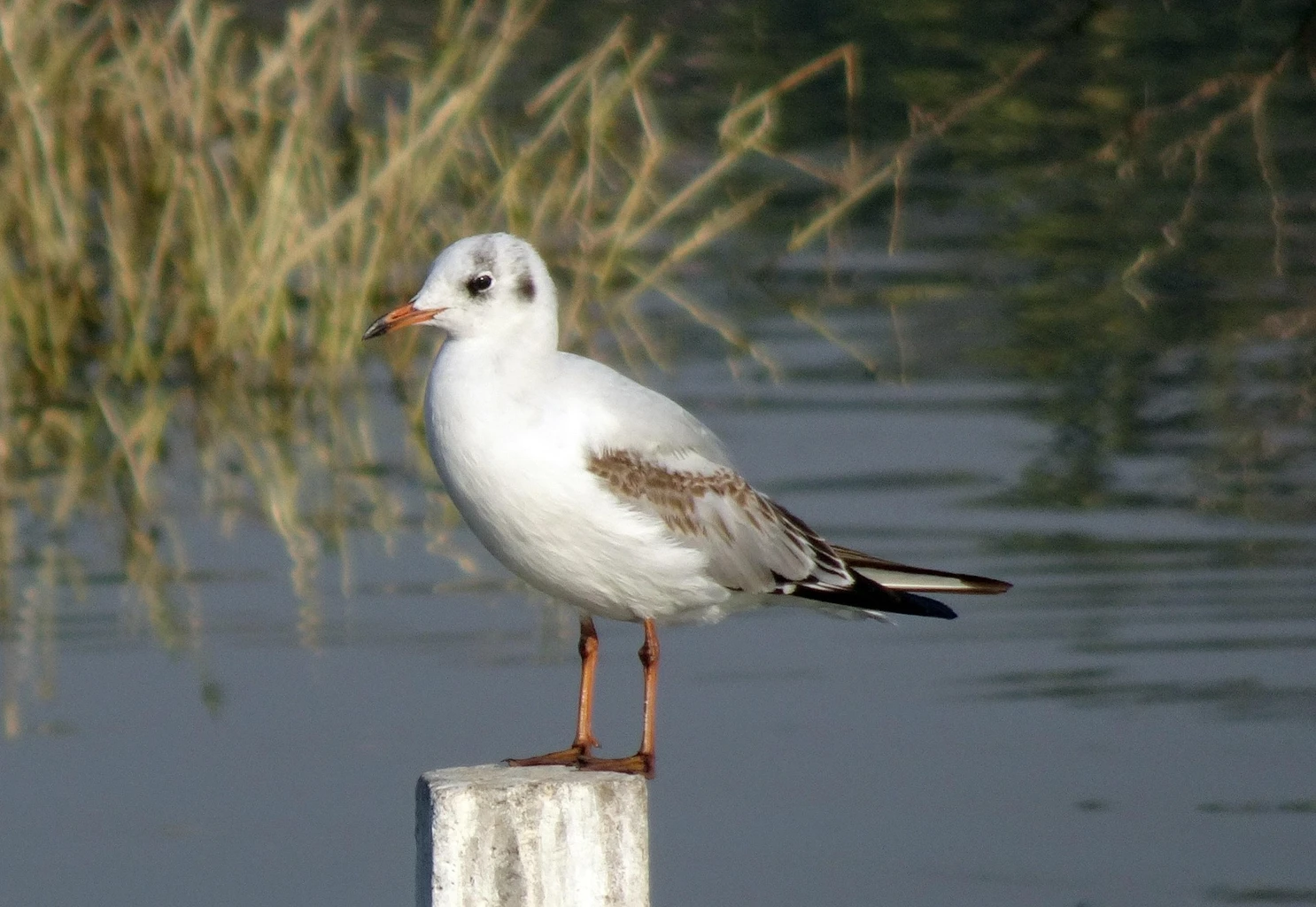 Black-headed Gull
