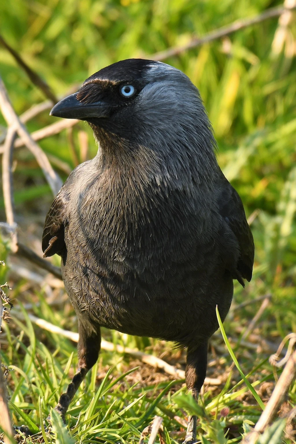 Kavka