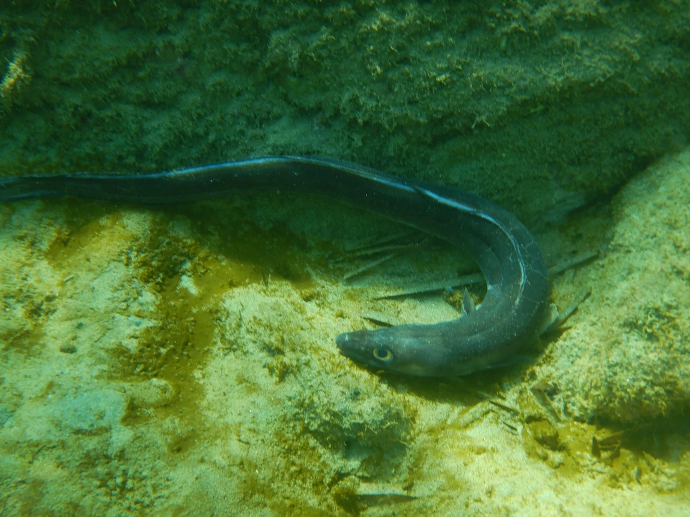European Conger