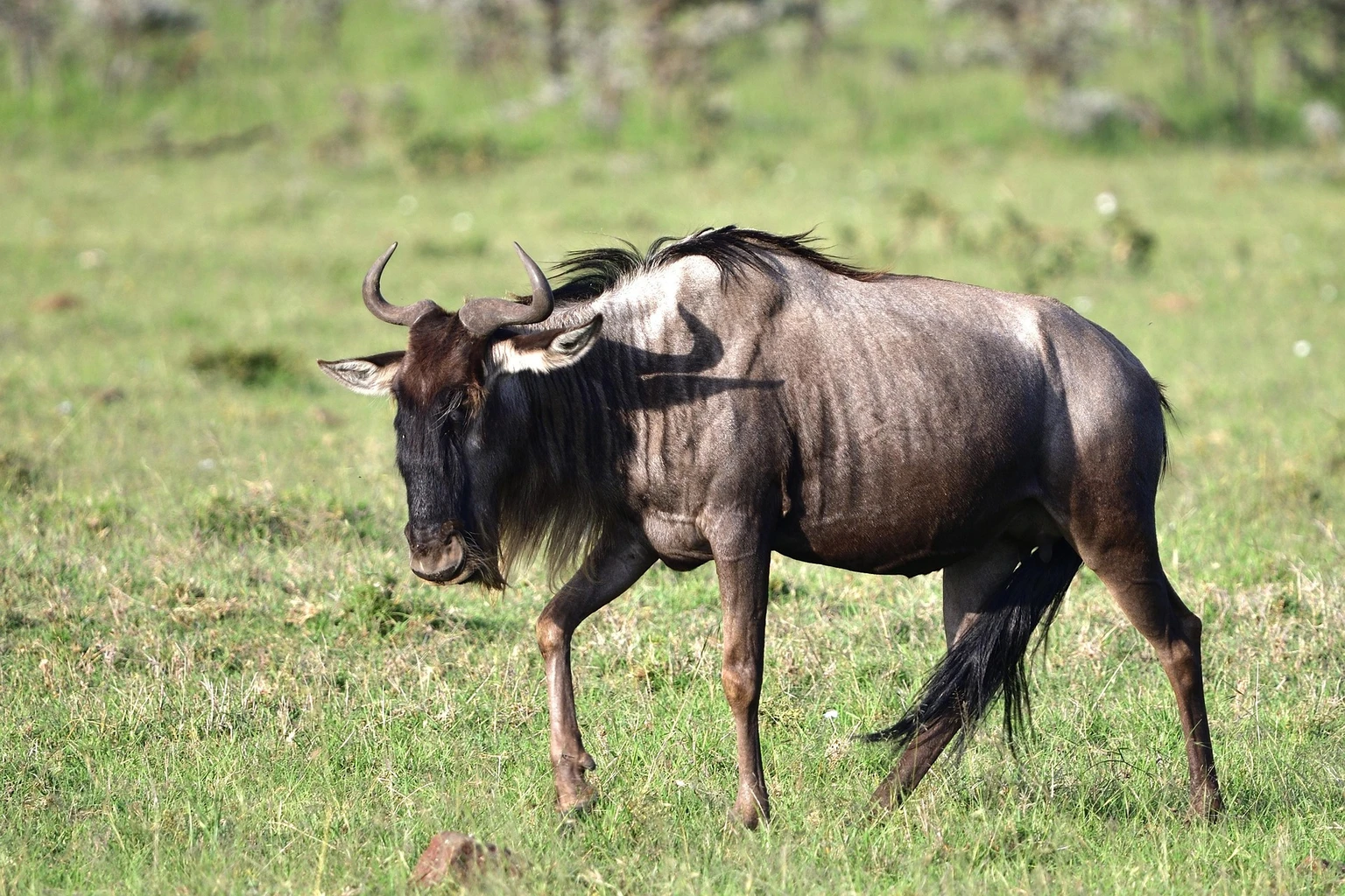 Wildebeest