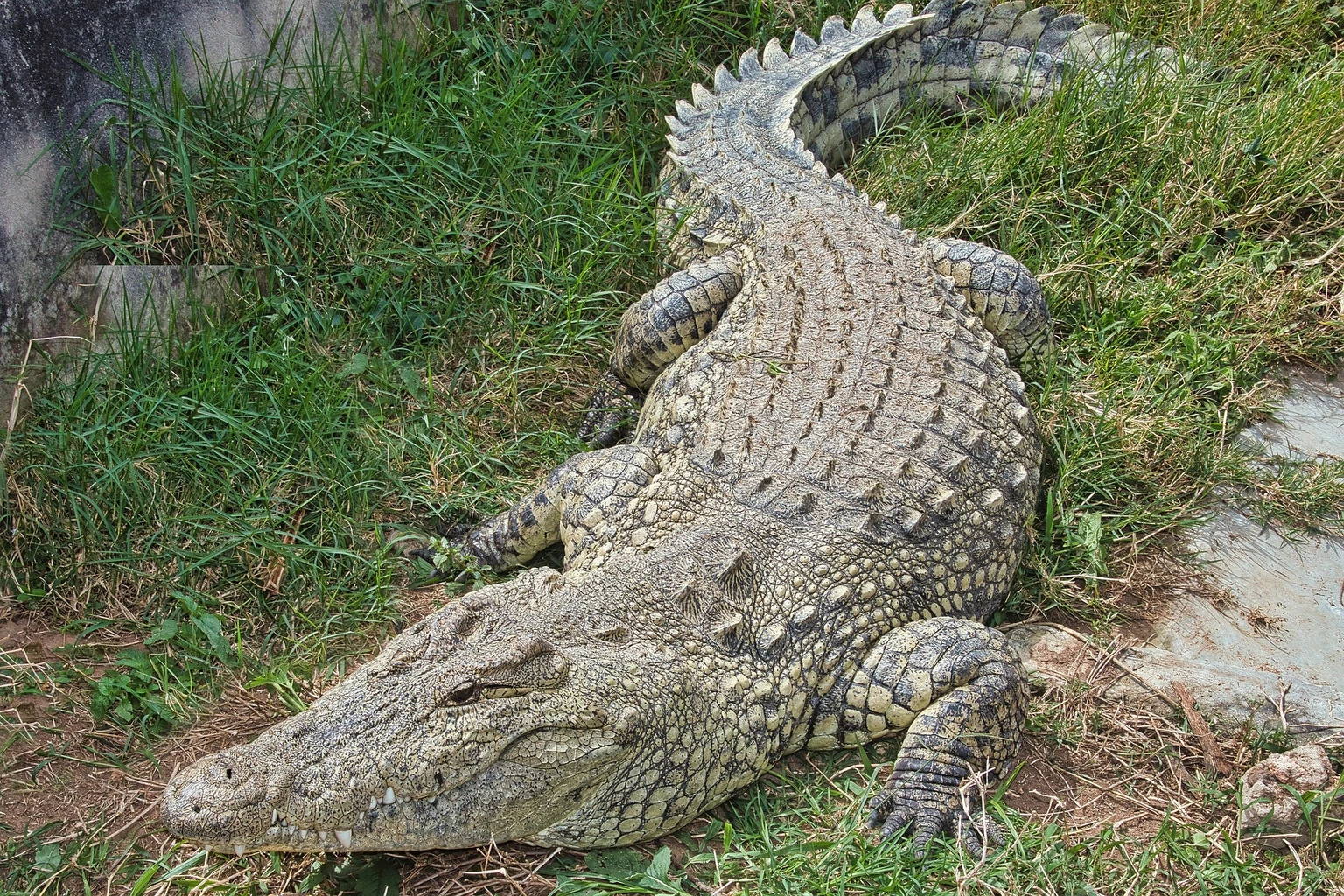Nile Crocodile