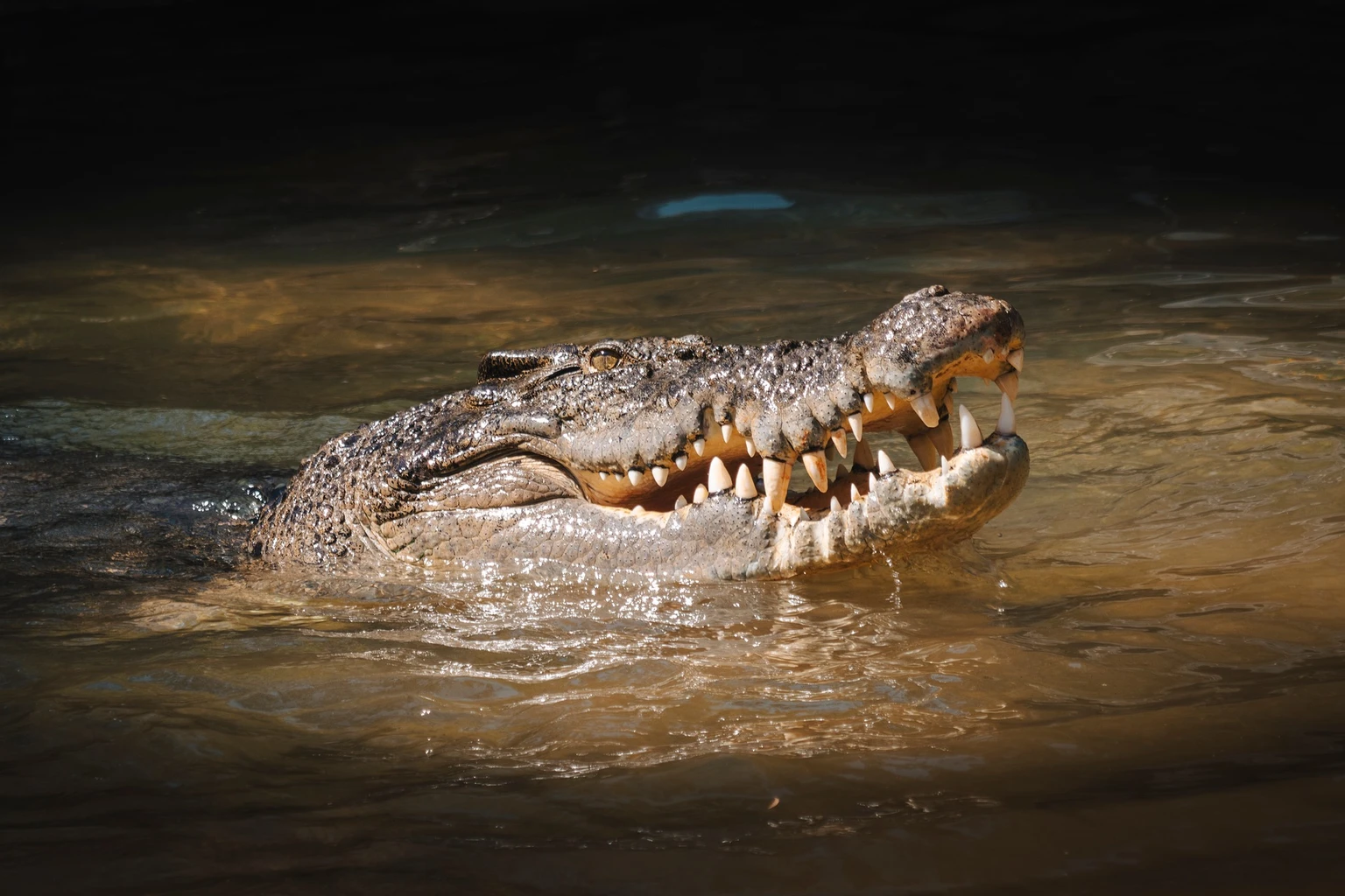 Saltwater Crocodile