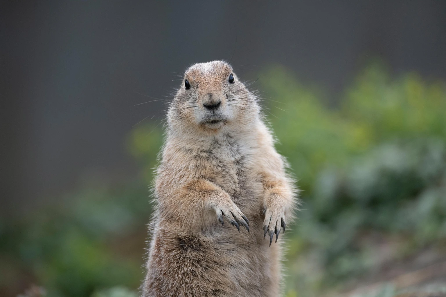 Prairie Dog