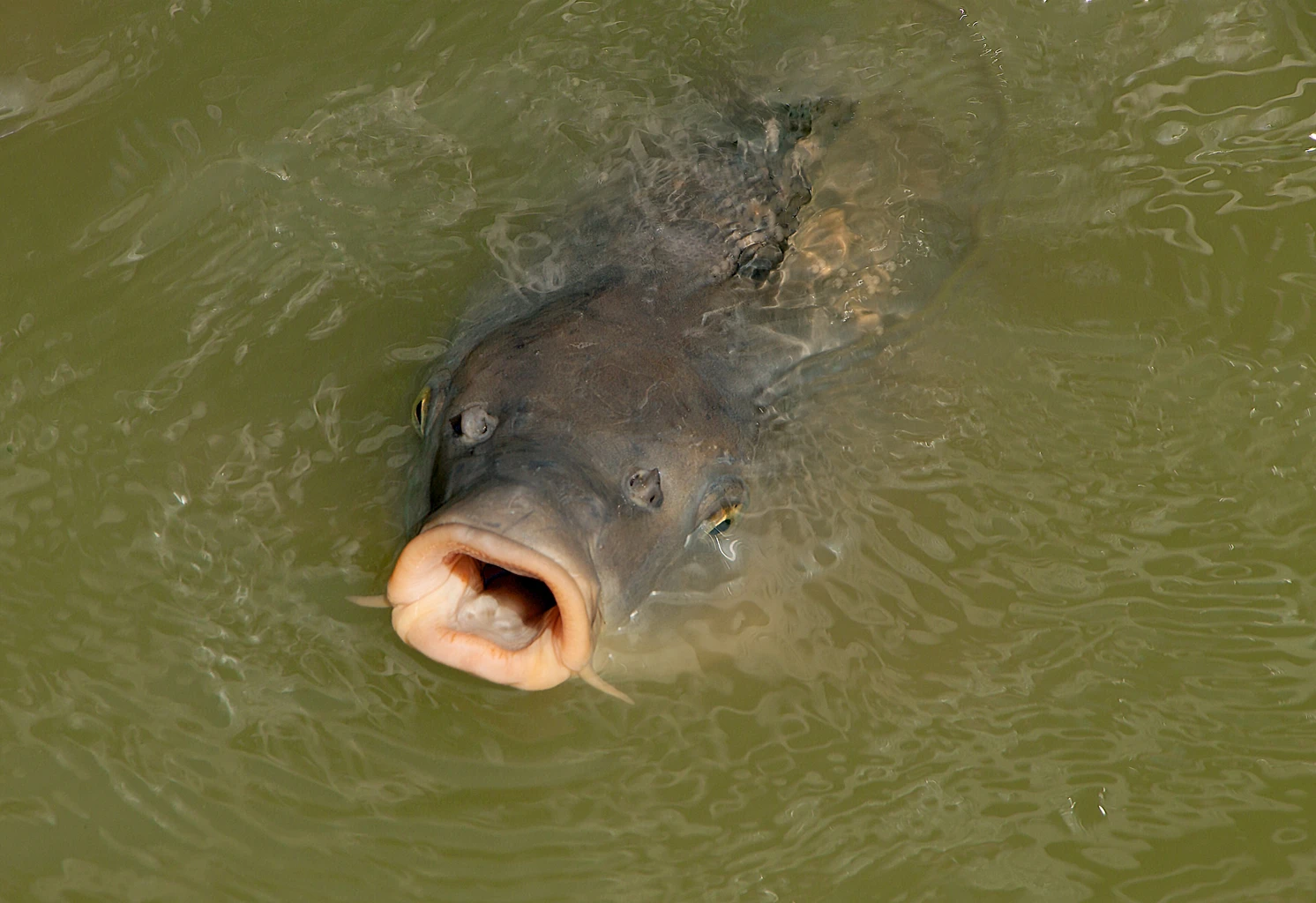 Carp