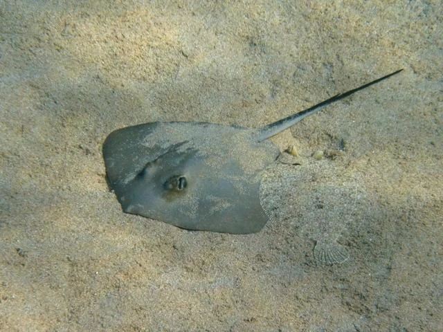 Stingray