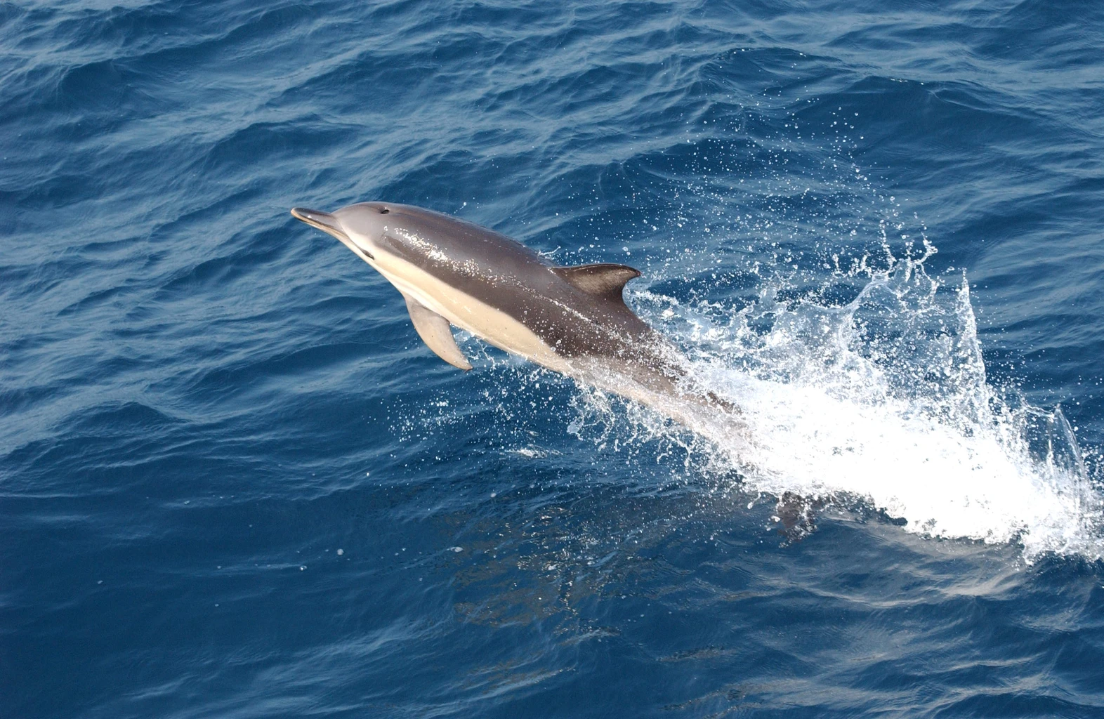Dolphin
