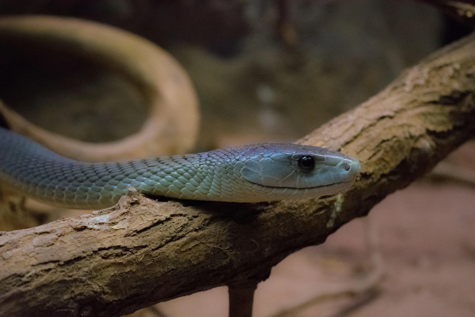 Black mamba
