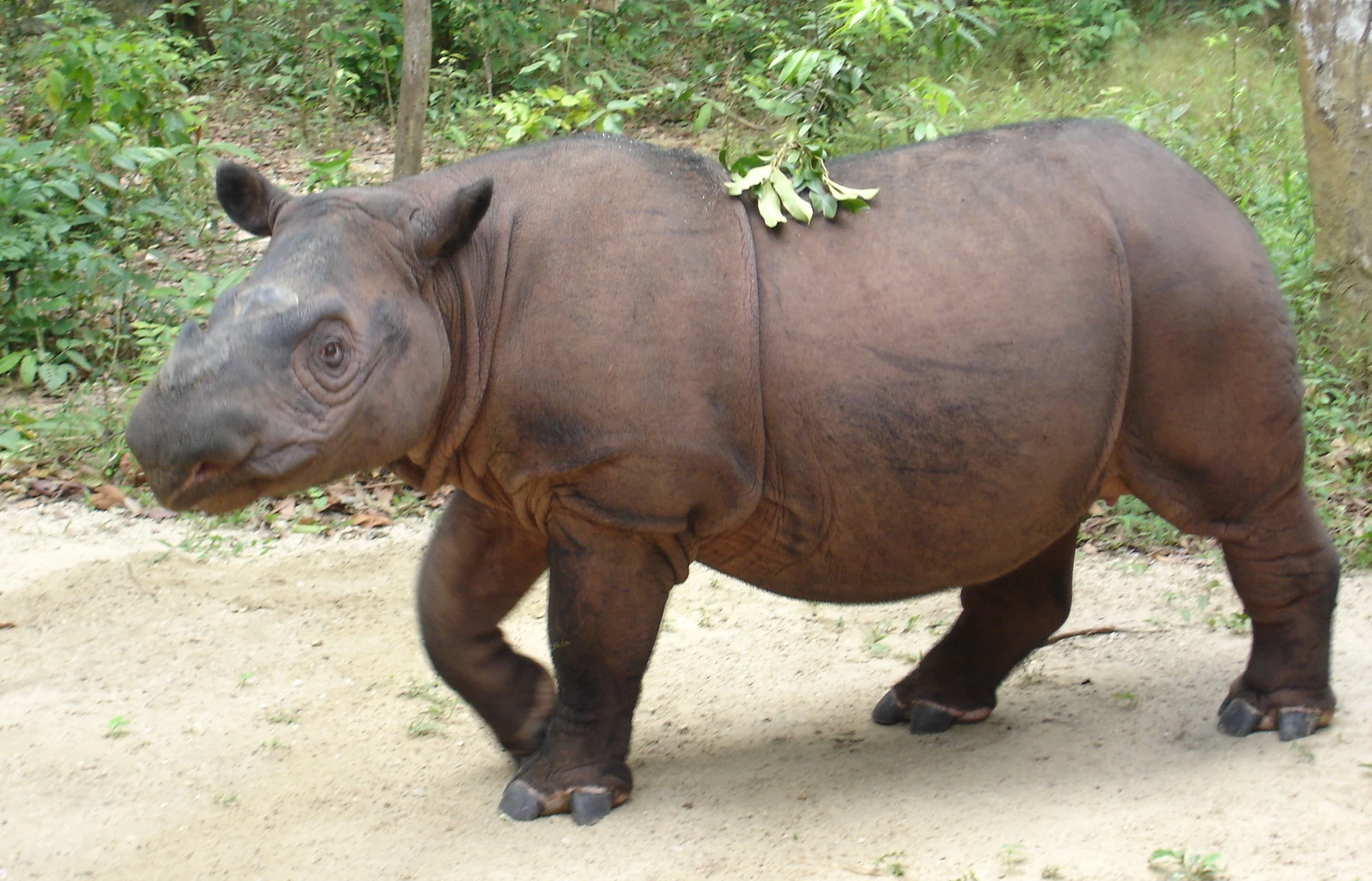 Sumatran Rhinoceros