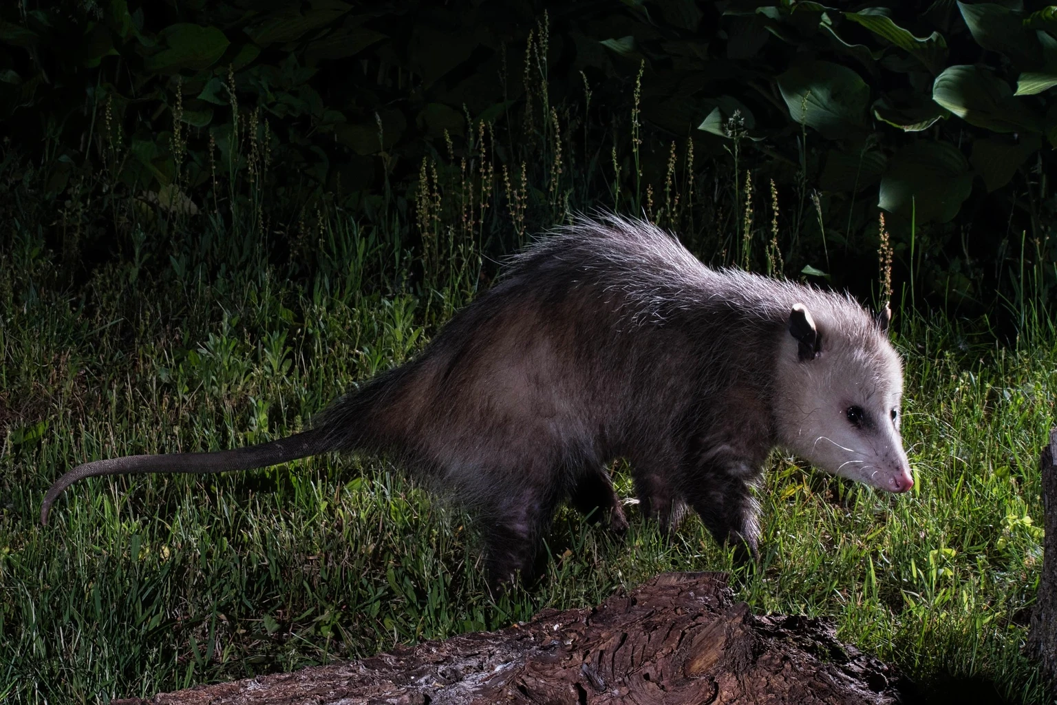 Opossum