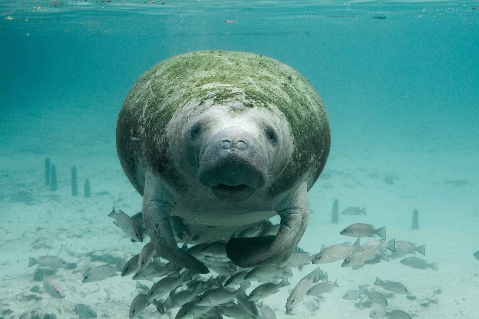 Dugong