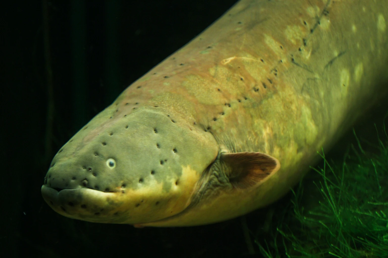 Electric eel