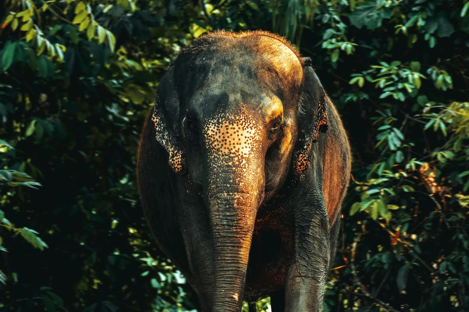 Asian Elephant