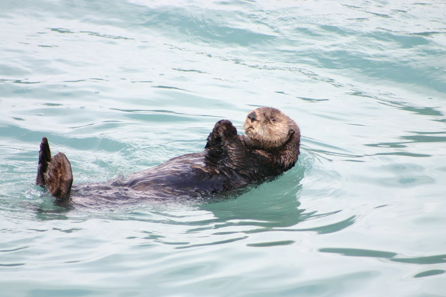 Seeotter
