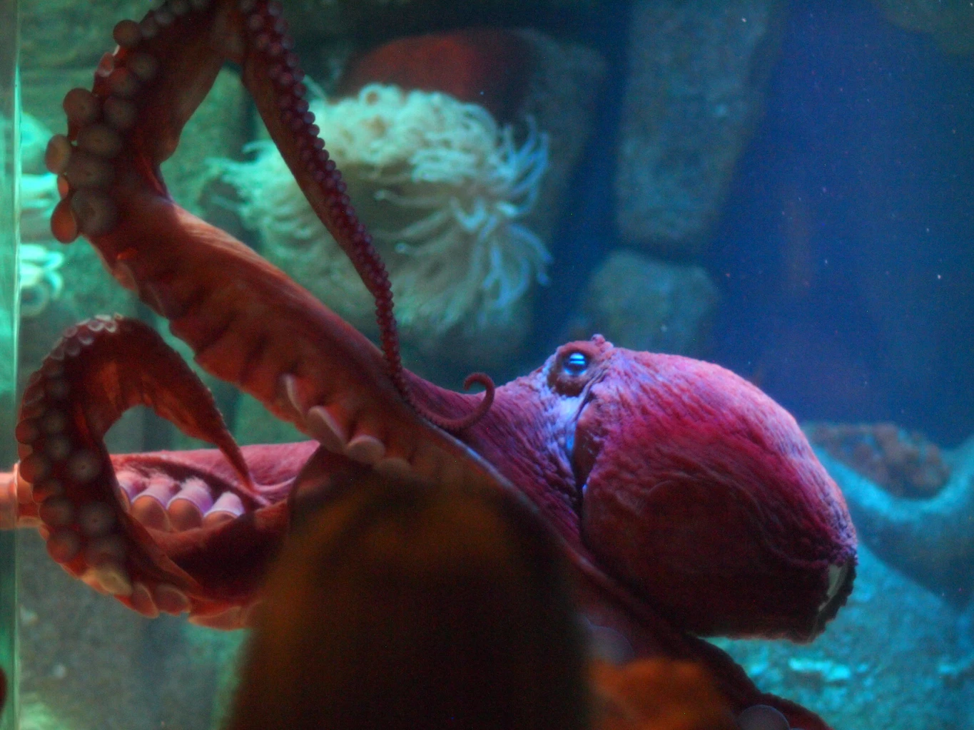 Polpo Gigante Del Pacifico