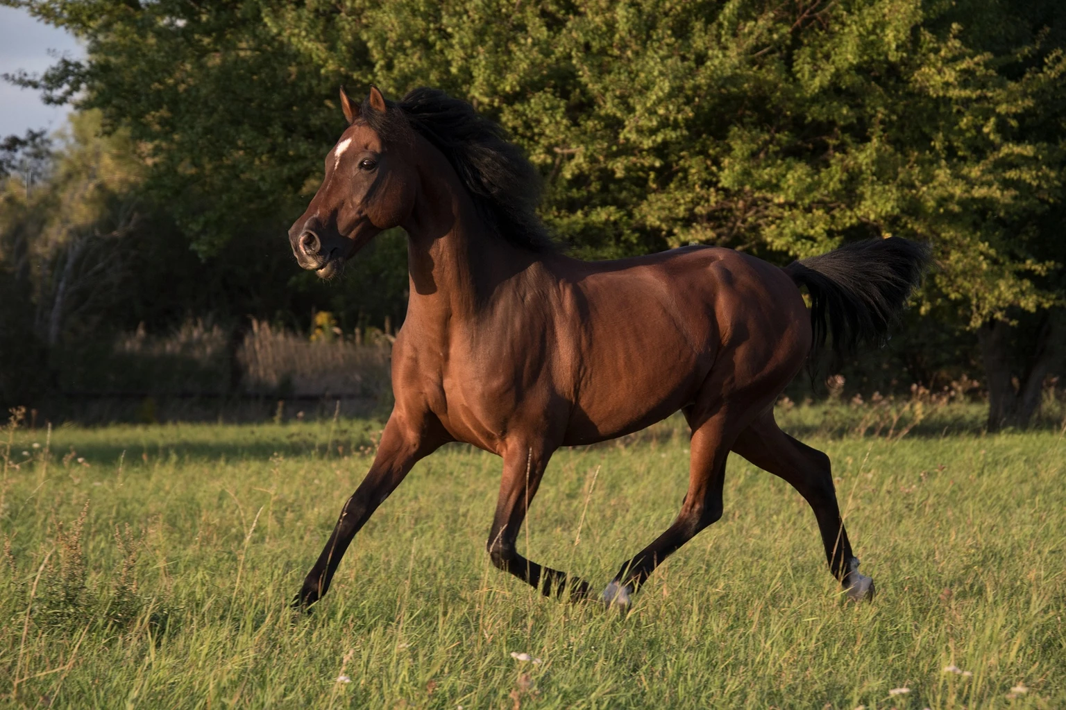 Pferd