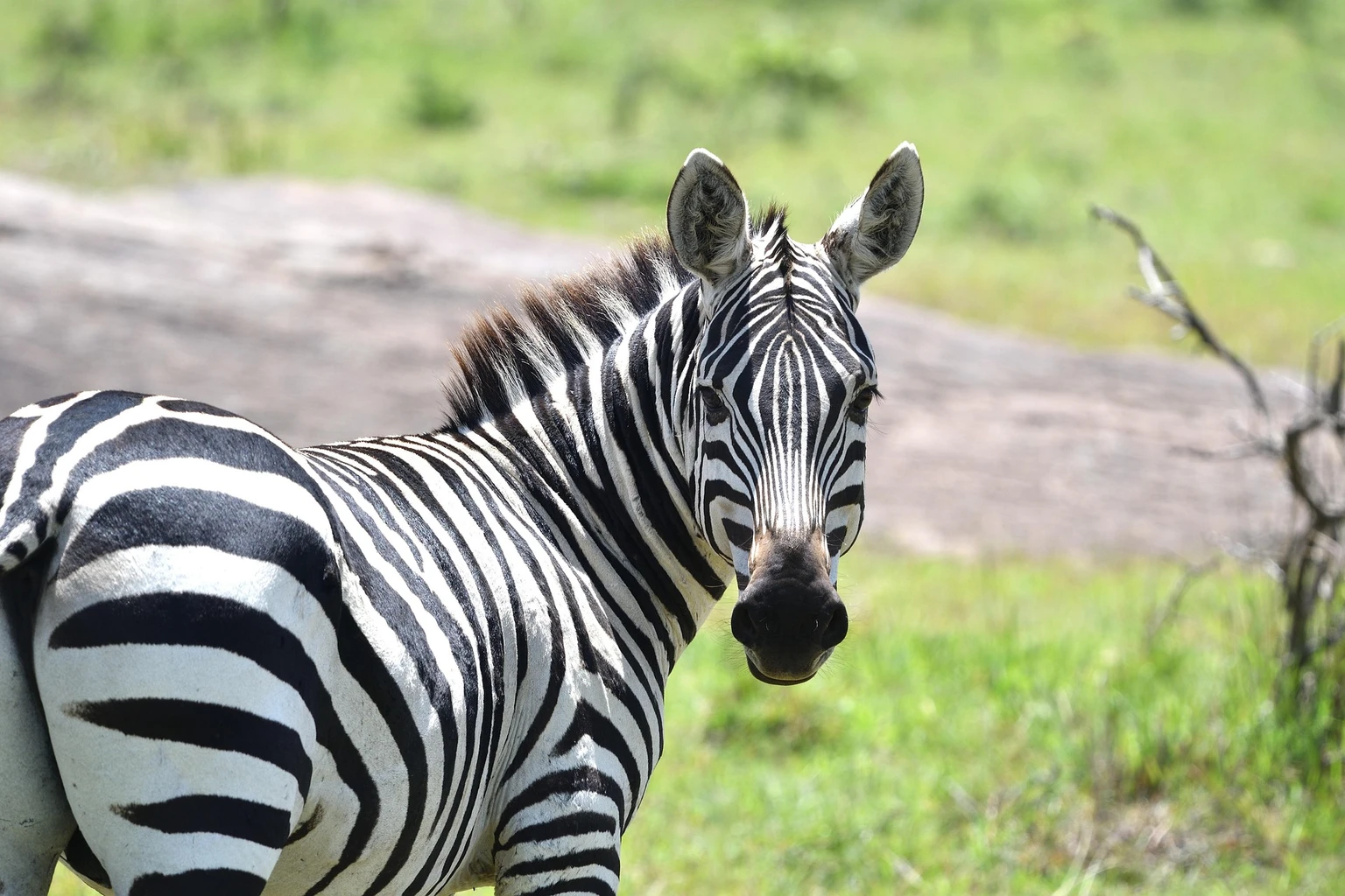 Zebra