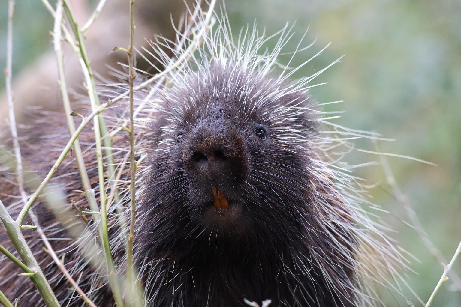 North American Porcupine